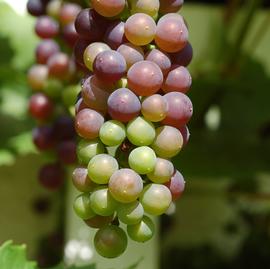   Infructescence:   Vitis vinifera ; Photo by Enbodenumer, flickr.com
